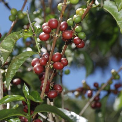 Ethiopië Organic Espresso