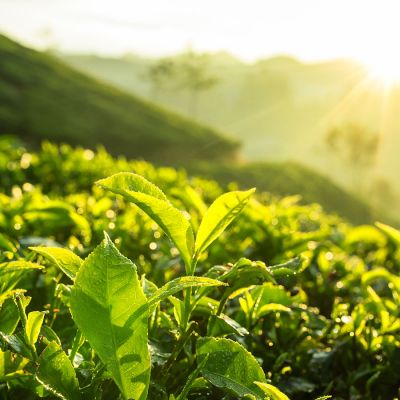Tea Lover Pakket - Thee en Chocolade 