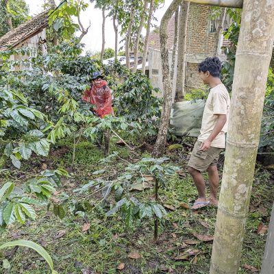 Indonesië Java Sindoro Double Fermented Espresso - Limited Edition