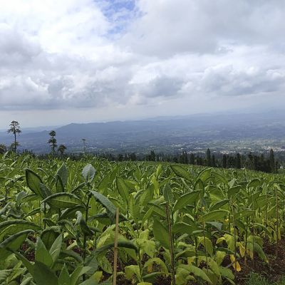 Indonesië Java Sindoro & Sunda Tilu Espresso