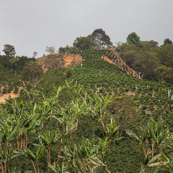Coffee For Peace Colombia El Transformador Espresso - Limited Edition