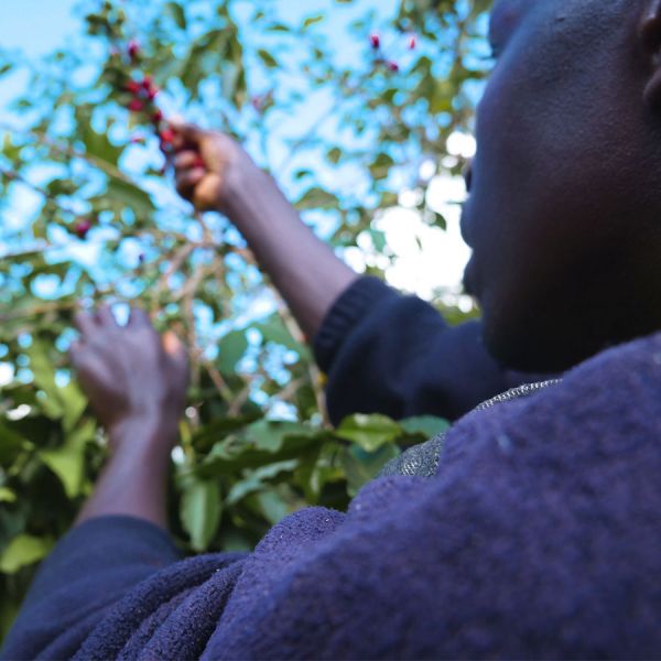 Burundi Gakenke - Limited Edition - Espresso