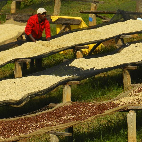 Burundi Gakenke - Limited Edition - Filter