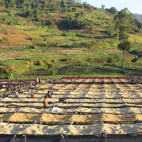 Burundi Gakenke - Limited Edition - Filter