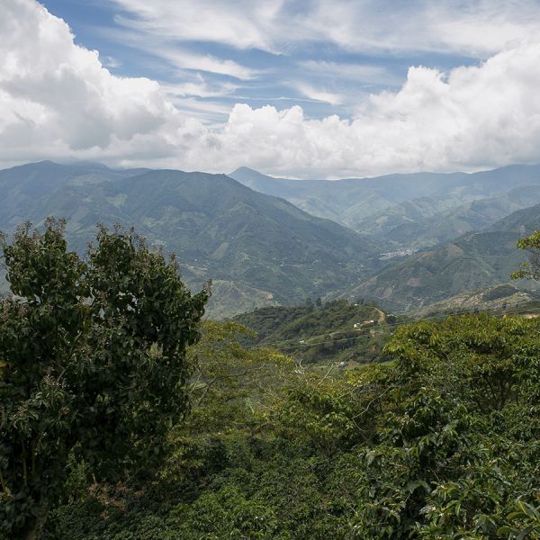 Coffee For Peace Colombia El Progreso Espresso - Limited Edition