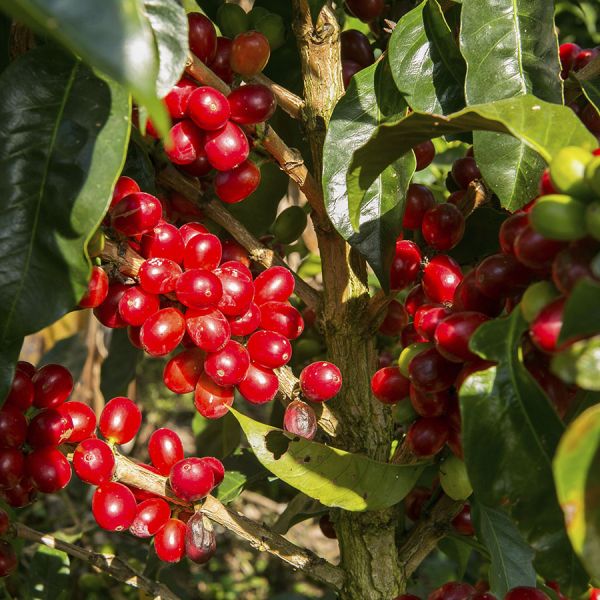 Coffee For Peace Colombia El Progreso Espresso - Limited Edition