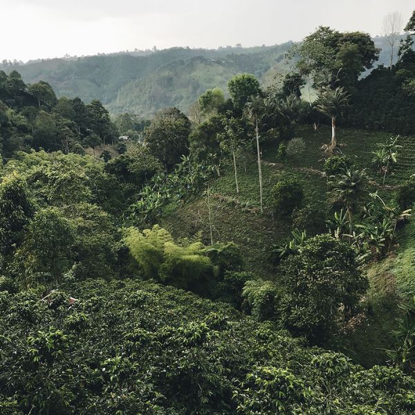 Colombia José Orlando C4P - Limited Edition - Espresso
