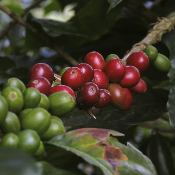 Colombia José Orlando C4P - Limited Edition - Espresso