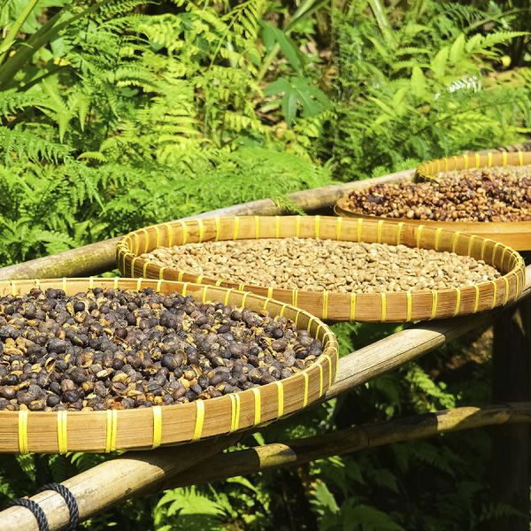 Colombia José Orlando C4P - Limited Edition - Espresso