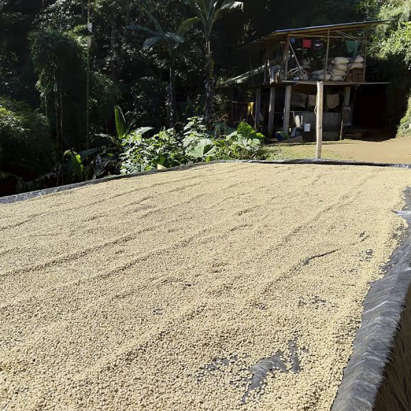 Colombia Cafeïnevrij Organic Kachalu Santander Espresso