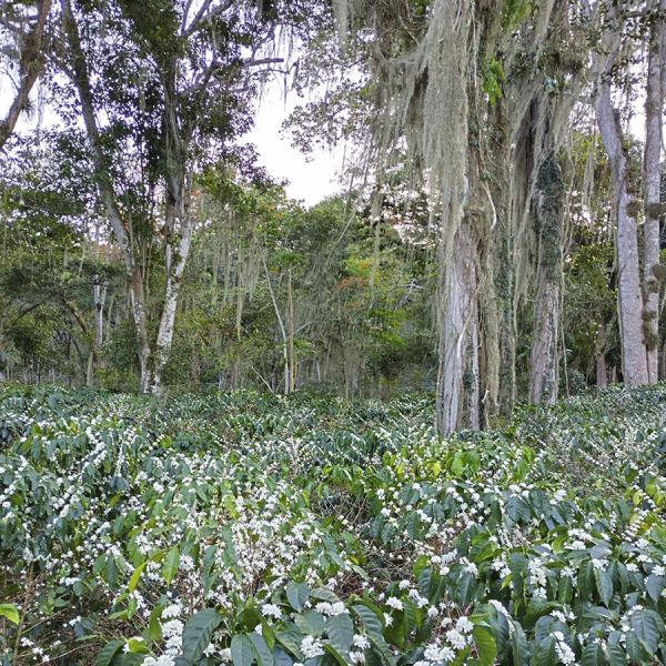 Colombia Kachalu Cafeïnevrij Organic Espresso