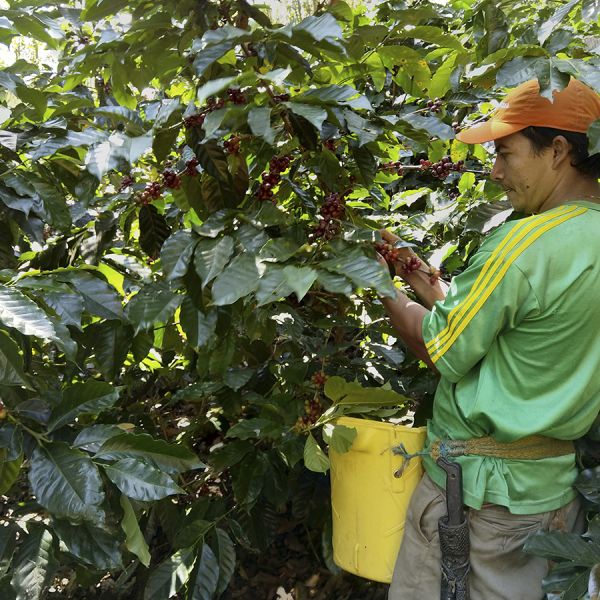 Colombia Cafeïnevrij Organic Kachalu Santander Espresso