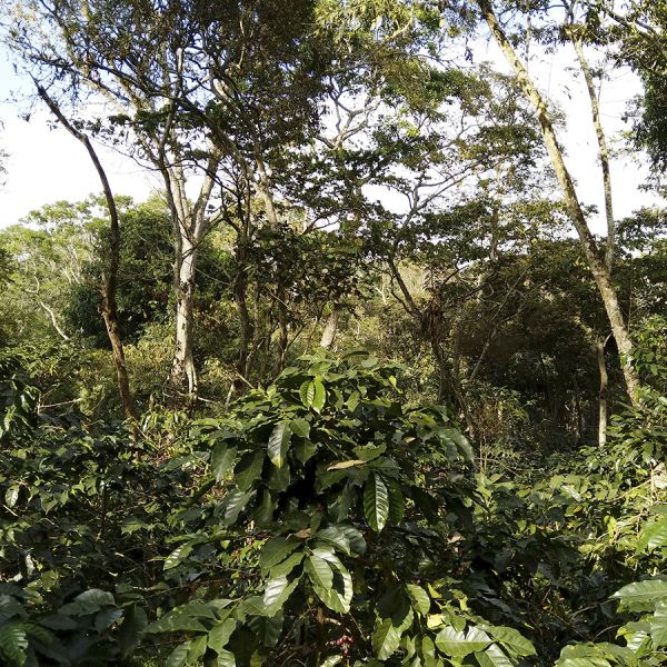 Colombia Cafeïnevrij Organic Kachalu Santander Espresso