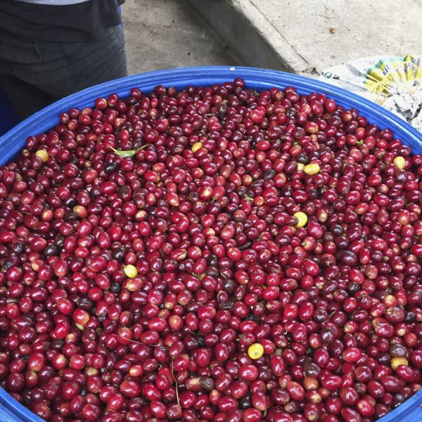 Colombia Mariana Figueroa Dicue C4P - Limited Edition - Espresso
