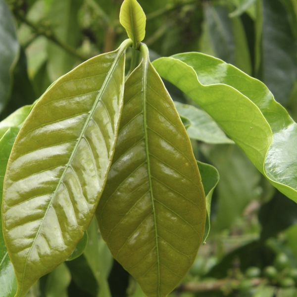 Colombia Mariana Figueroa Dicue C4P - Limited Edition - Espresso