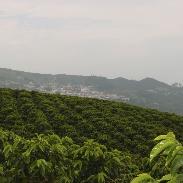 Colombia Mariana Figueroa Dicue C4P - Limited Edition - Espresso