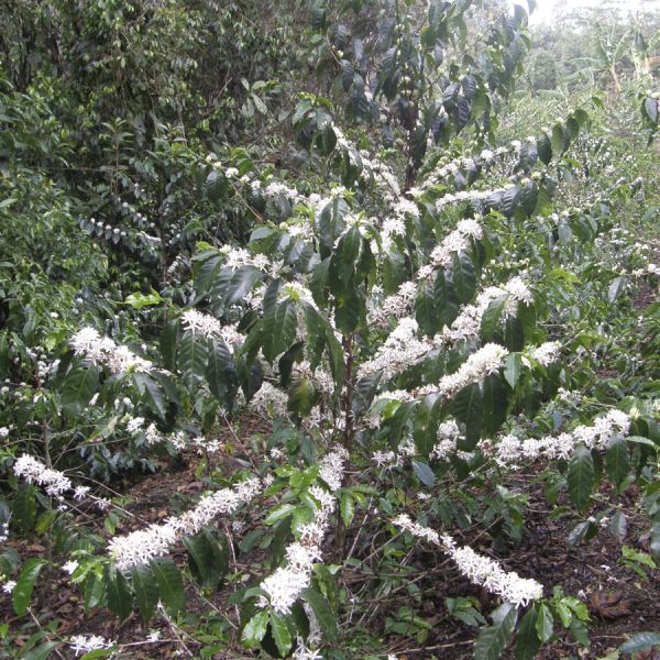 Colombia Mariana Figueroa Dicue C4P - Limited Edition - Espresso