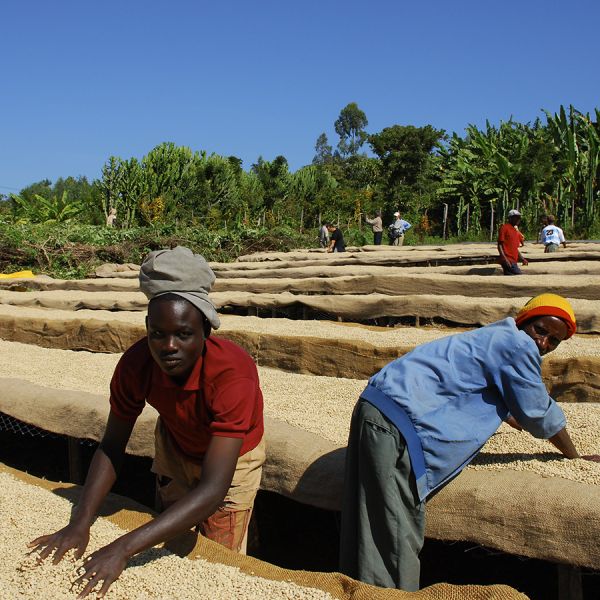 Ethiopië Organic Filter
