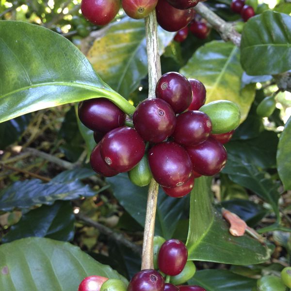 Panama Kotowa Honey - Limited Edition - Espresso