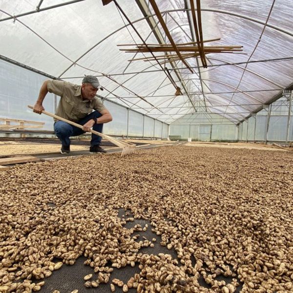 Panama Kotowa Honey - Limited Edition - Espresso