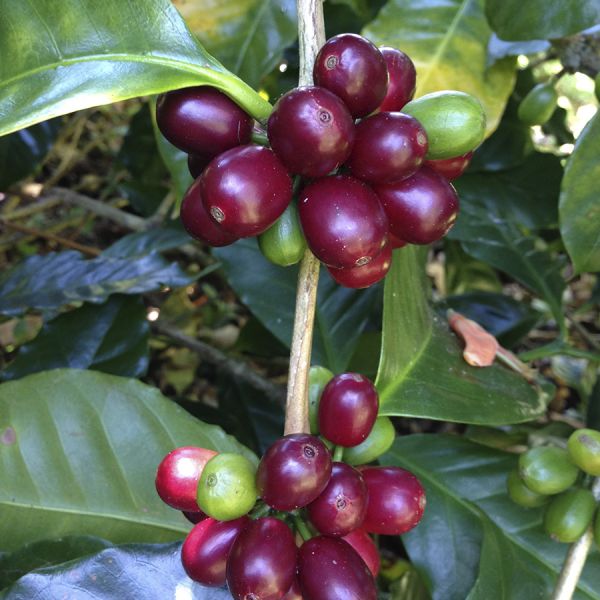 Panama Duncan Lot 3234 - Filter - Limited Edition