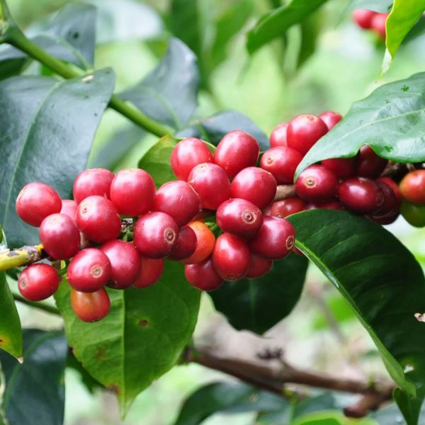 Panama Hartmann Natural - Limited Edition - Espresso