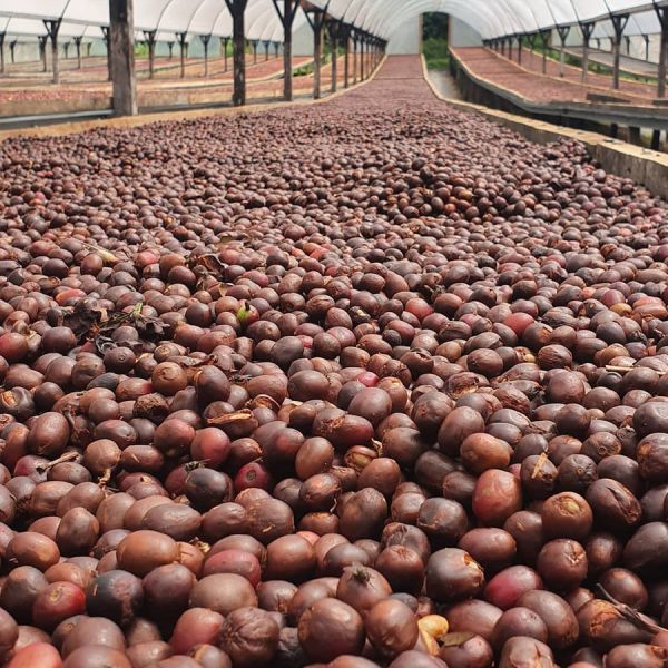 Panama Hartmann Natural - Limited Edition - Espresso