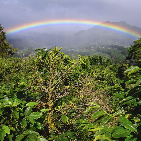 Panama Kotowa Heirloom Anaerobic – Ultra Limited - Espresso