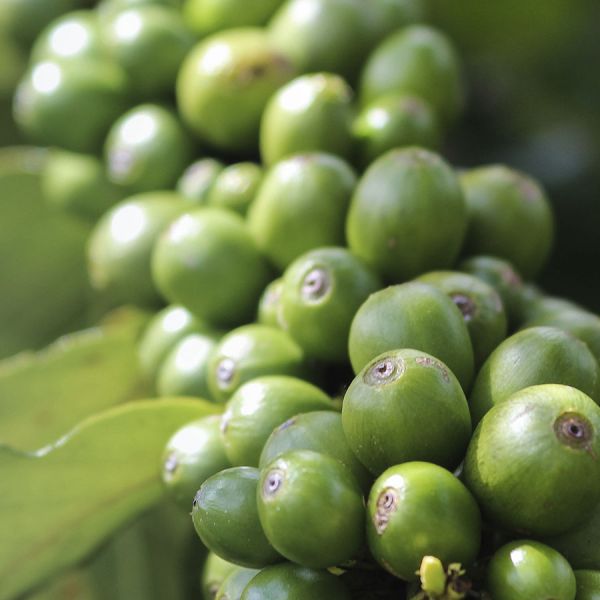 Panama Kotowa Heirloom Anaerobic – Ultra Limited - Espresso