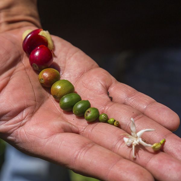 Panama Kotowa Heirloom Anaerobic – Ultra Limited - Espresso