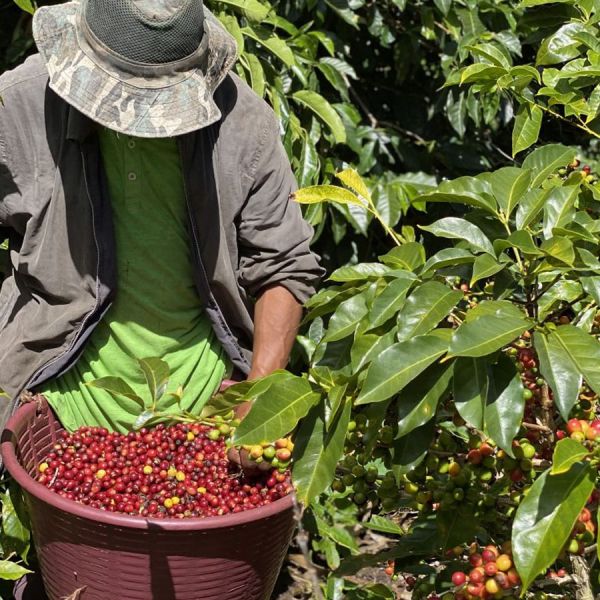 Panama Kotowa Heirloom Anaerobic – Ultra Limited - Espresso