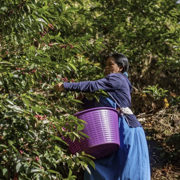 Panama Mi Finquita Natural Espresso - Limited Edition