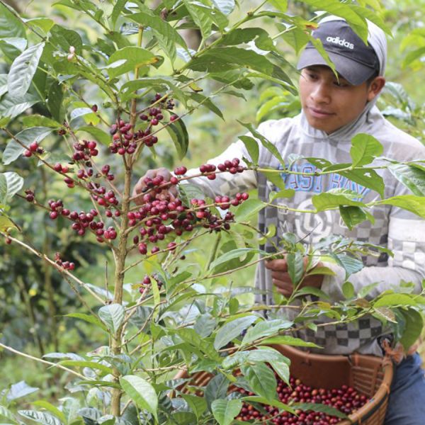 Panama Mi Finquita Natural Espresso - Limited Edition