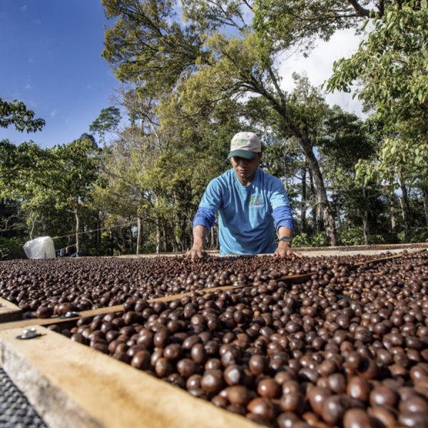 Panama Mi Finquita Natural Espresso - Limited Edition