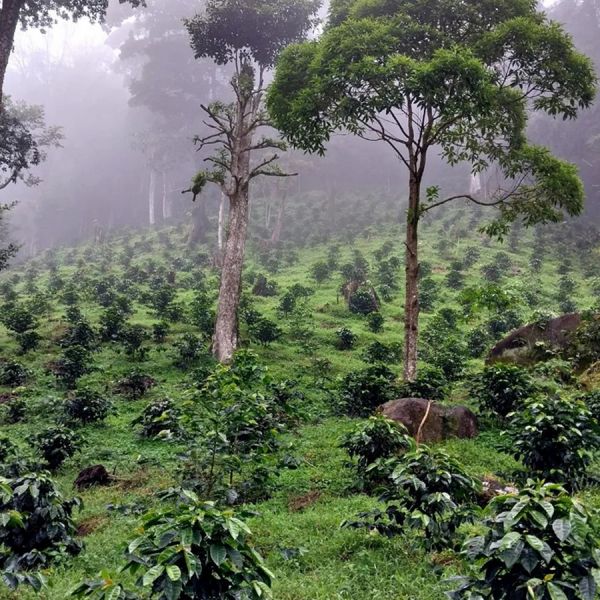 Panama Momoto Maragogype - Limited Edition - Filter