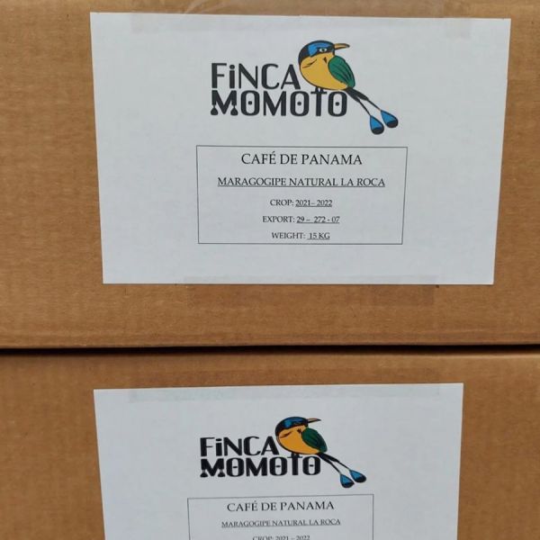 Panama Momoto Maragogype - Limited Edition - Filter