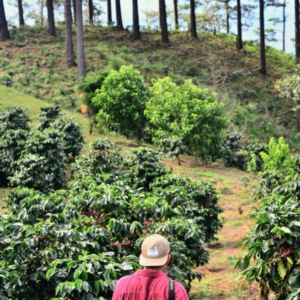 Thailand Doi Chaang Natural Organic Espresso - Limited Edition