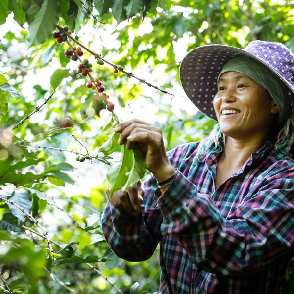 Thailand Doi Chaang Natural Organic Filter - Limited Edition