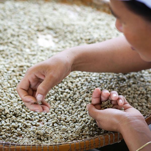 Thailand Doi Chaang Natural Organic Filter - Limited Edition