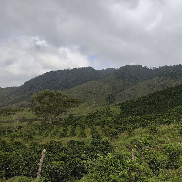 Colombia Dairo Heliberto C4P - Limited Edition - Espresso