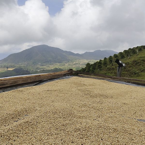 Colombia Dairo Heliberto C4P - Limited Edition - Espresso