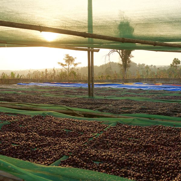 Ethiopië Dimtu Hambela Organic Espresso - Limited Edition