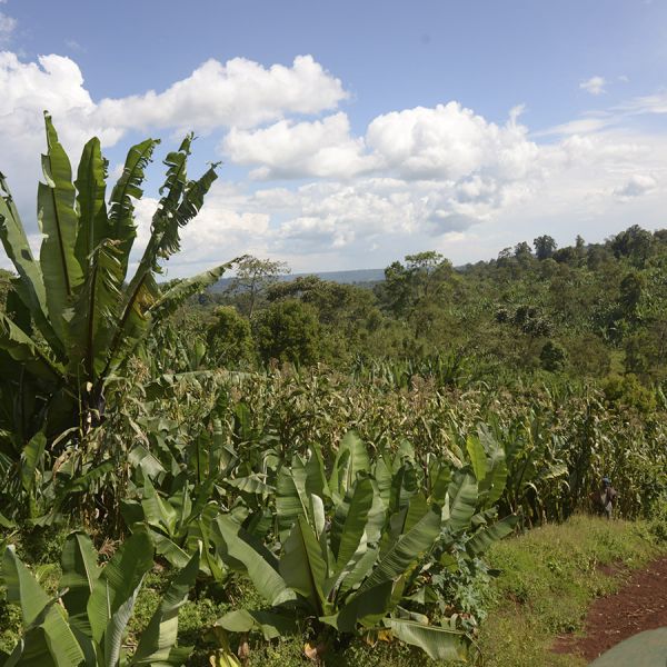 Ethiopië Sasaba Filter - Limited Edition