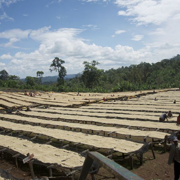 Ethiopië Sasaba Filter - Limited Edition