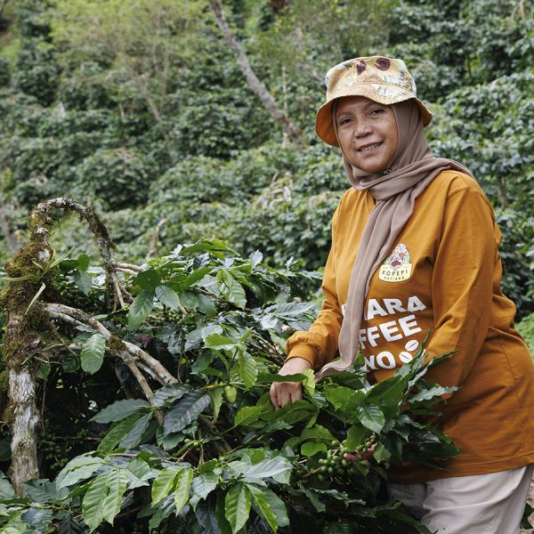 Indonesië Sumatra Ketiara Filter