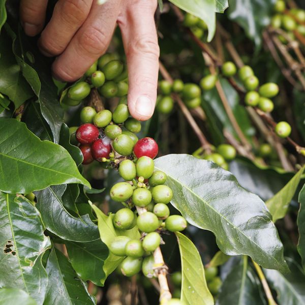 Indonesië Sumatra Ketiara Organic Espresso