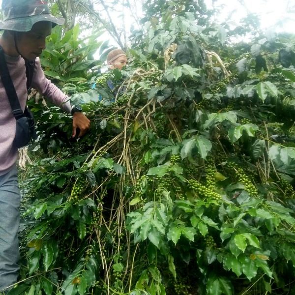 Indonesia Sumatra Organic Espresso