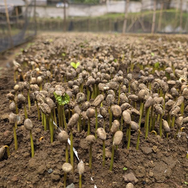 Indonesië Java Sindoro & Sunda Tilu Espresso