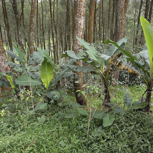 Indonesië Java Sunda Tilu Espresso 