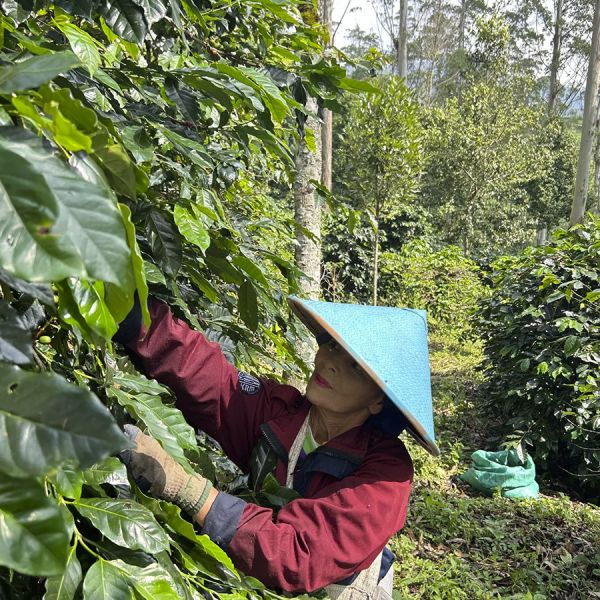 Indonesië Java Sunda Tilu Honey Espresso - Limited Edition